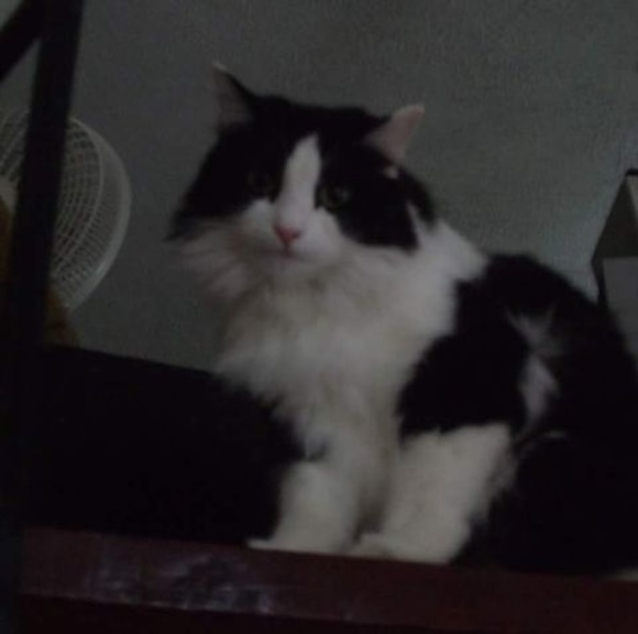 Meet your Posher, Cindy - Picture 1 of 1